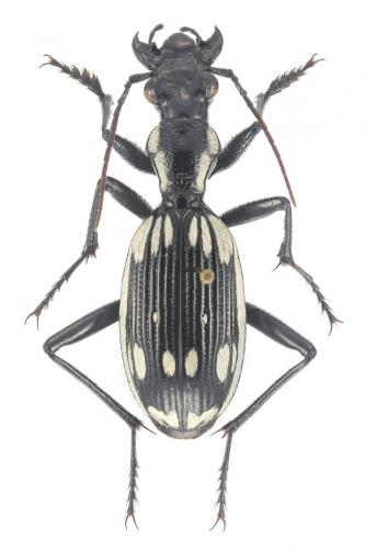 Anthia sexmaculata marginata